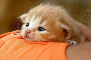 Gdje možete uzeti mačića? Gdje možete uzeti mačića?